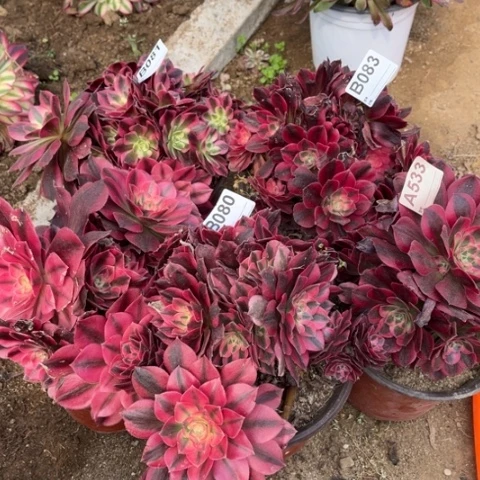 白****1多肉植物女郎五个