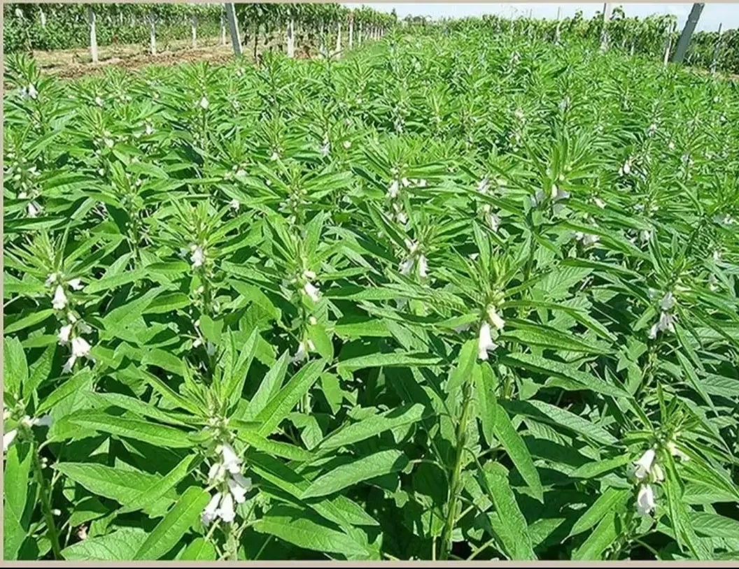 农家自晒干芝麻叶【24年现货】