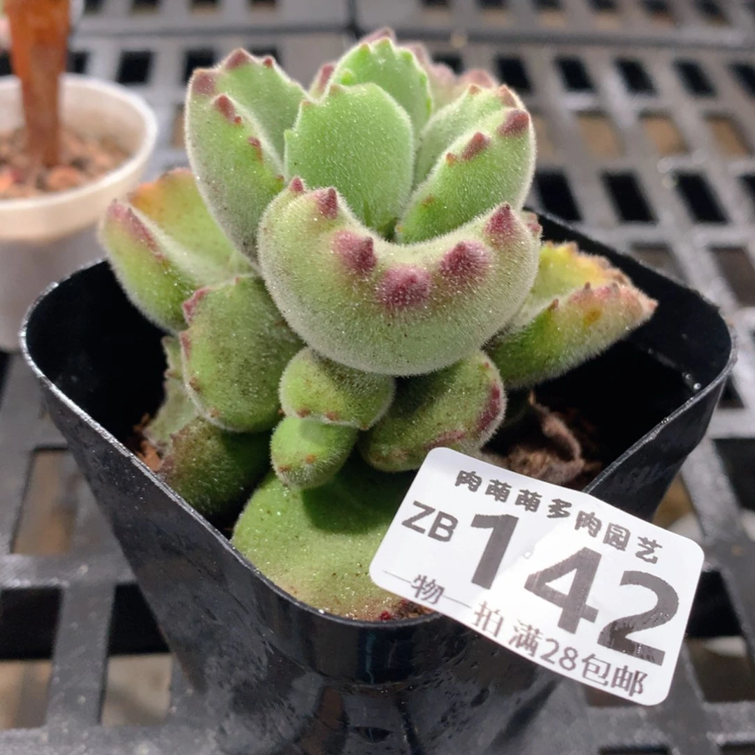 肉萌萌拇指盆精控多肉ZB142