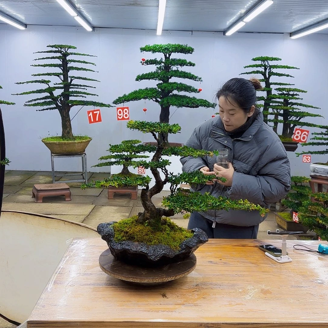 无花朵盆景直播间一物一拍