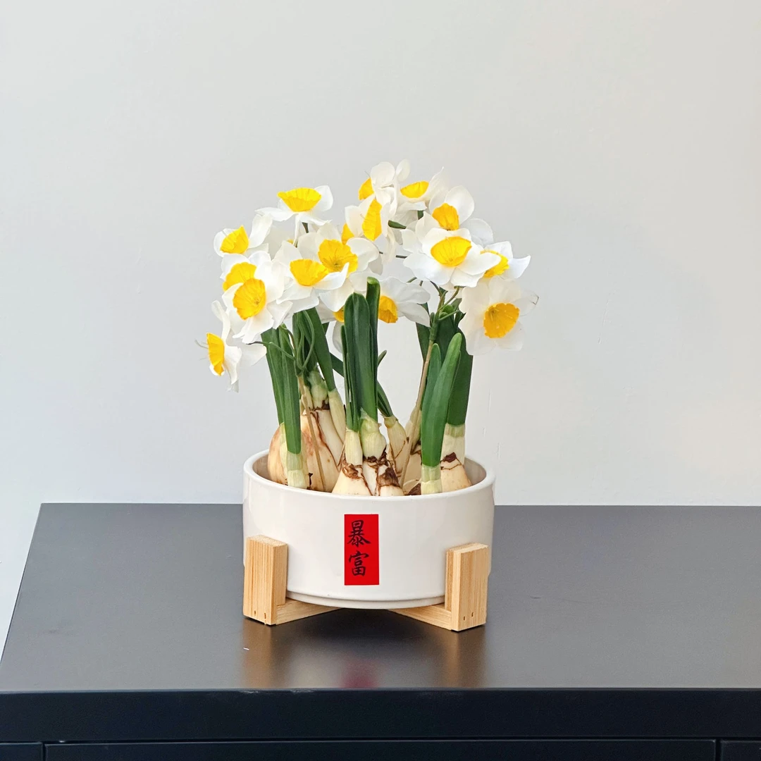 漳州水仙花直口暴富水培水养植物北欧风盆带木架送礼佳品