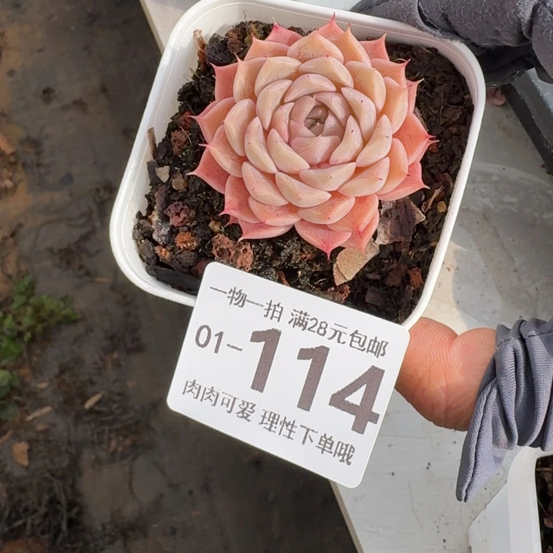 纯爱无盆土发货无