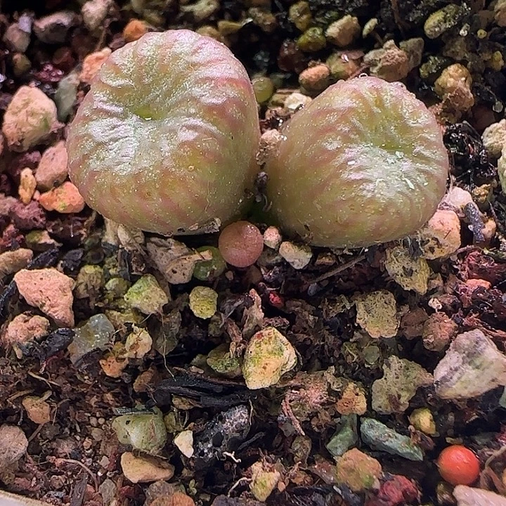 杂交特价。            56364