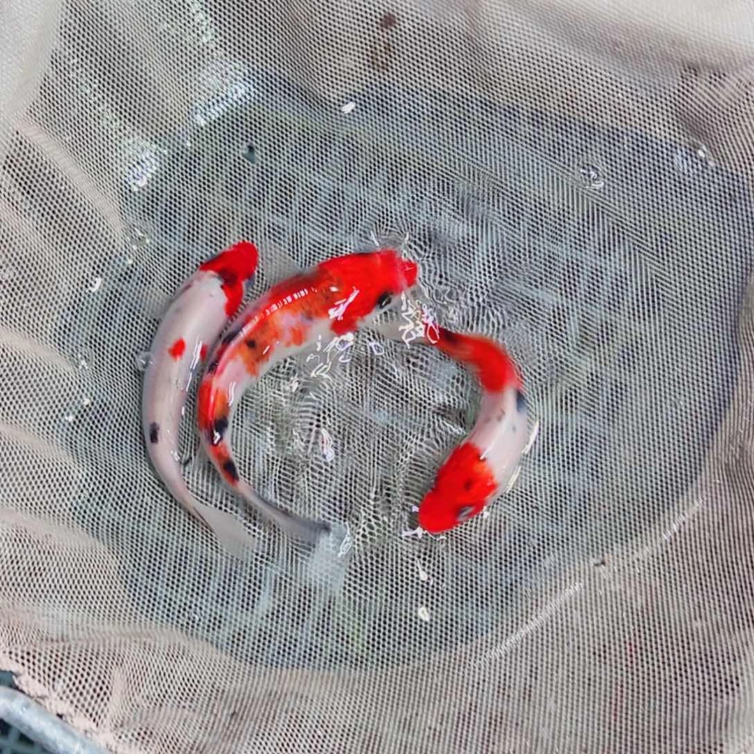 锦鲤锦鲤观赏鱼1111