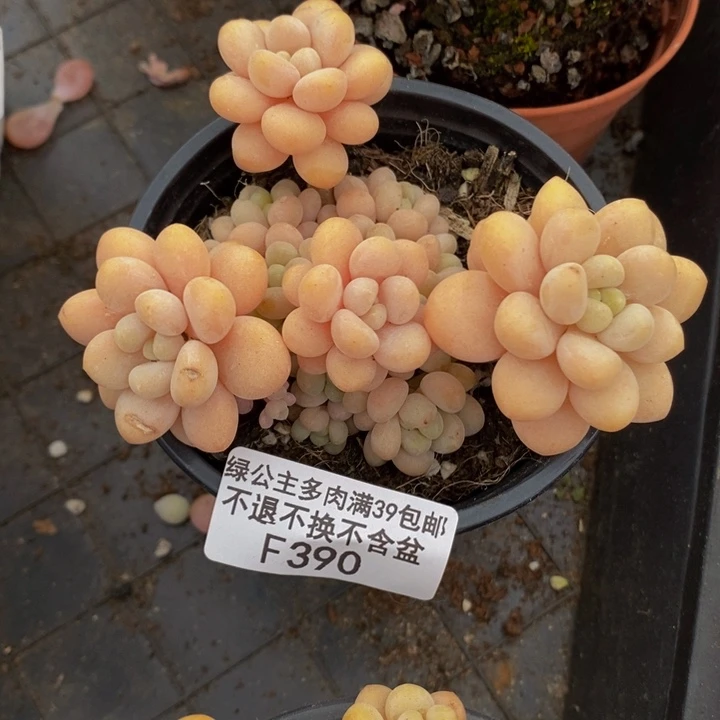 洛可可6cm390多肉植物