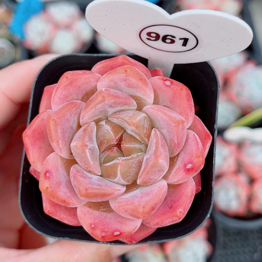 昱***语961号小老桩糖心单头