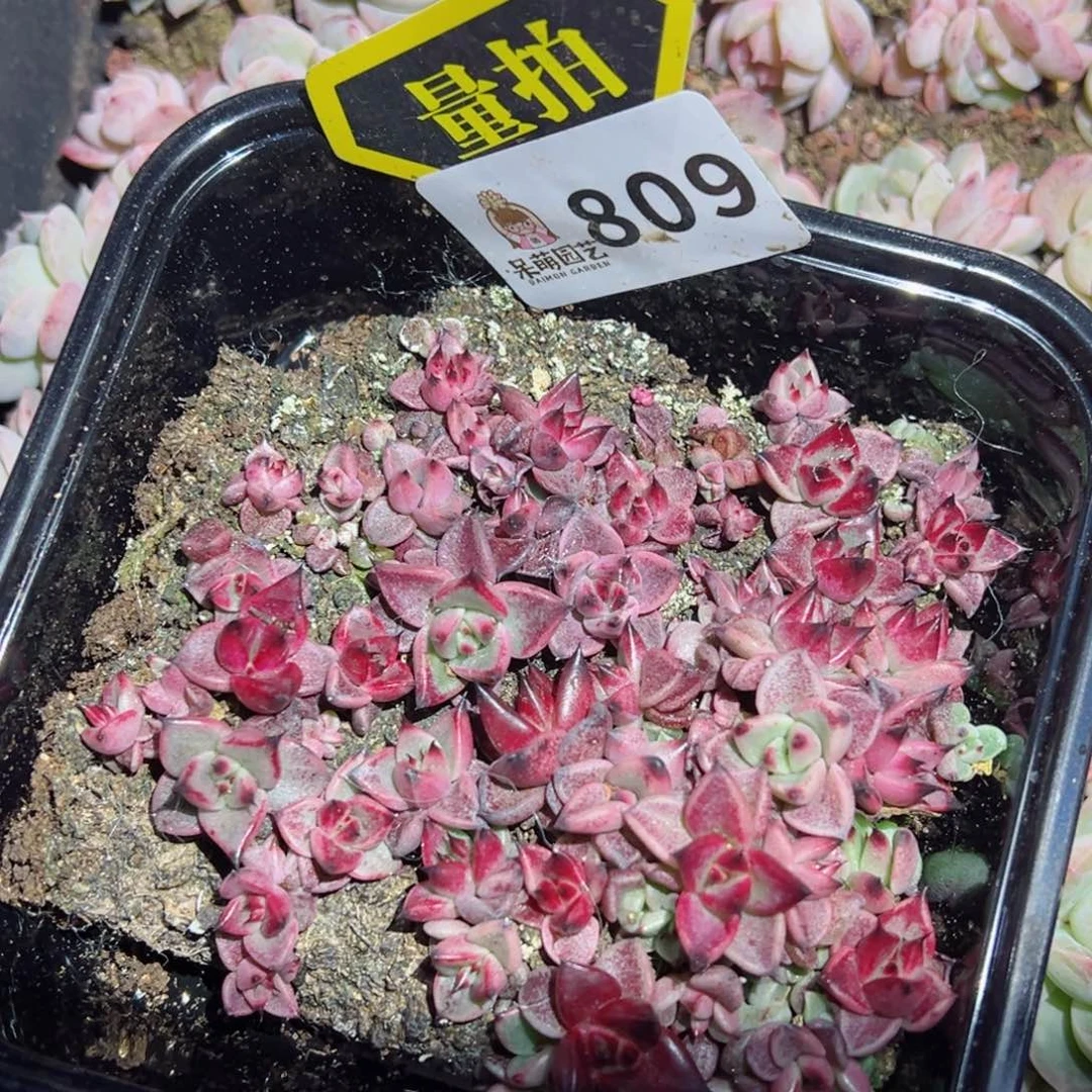 多肉植物多肉植物