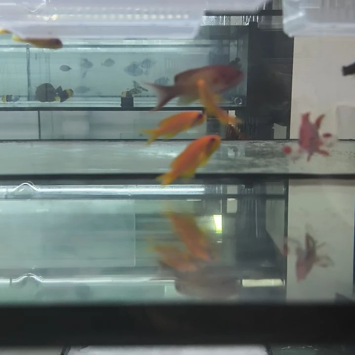 海水蓝眼海金鱼母鱼