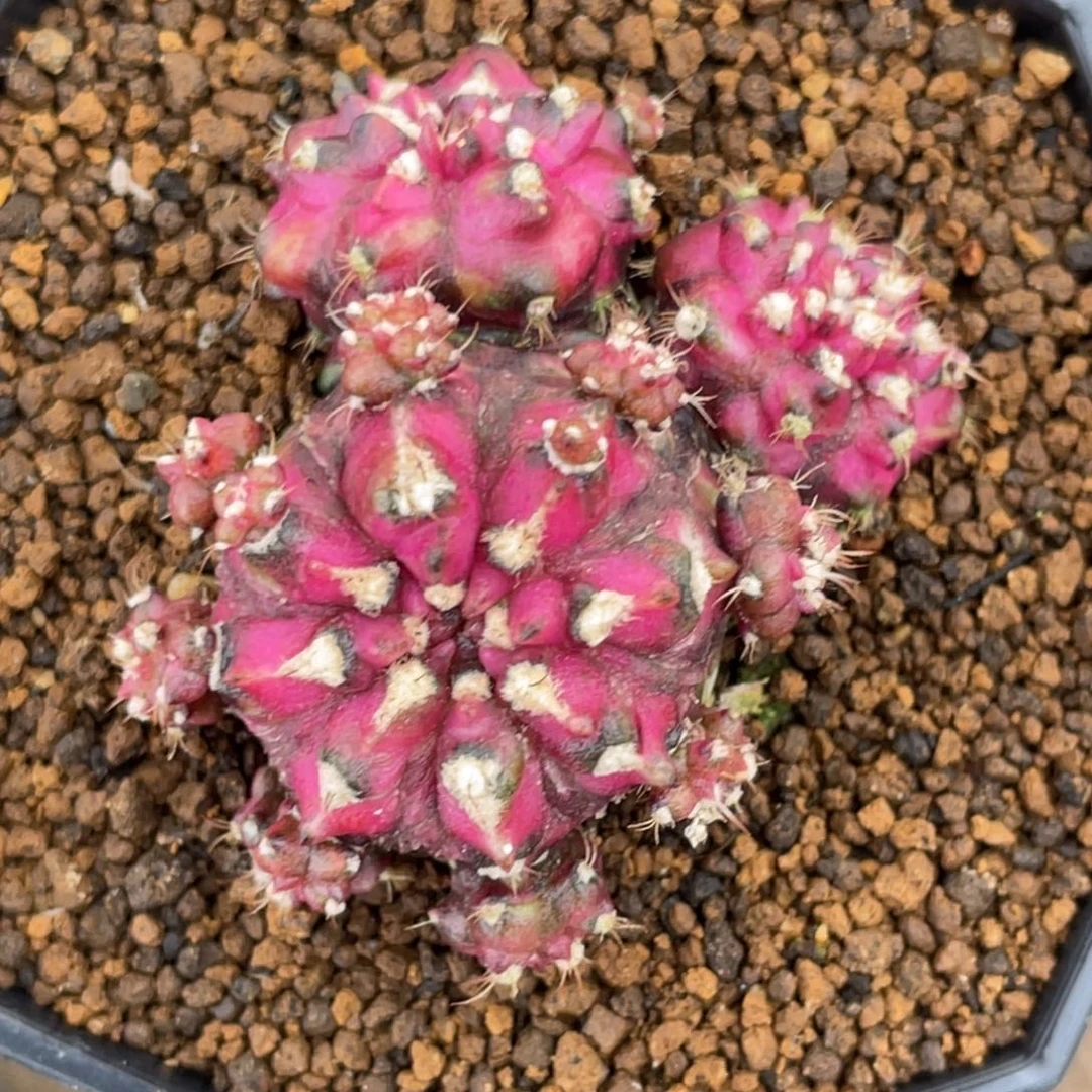 当前无花朵，栽培后可花朵紫红海神