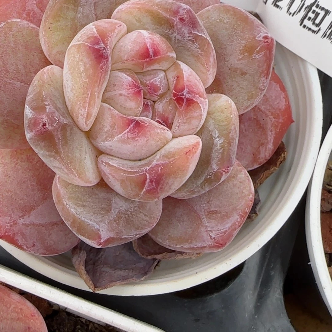 花语逸镜0203-500