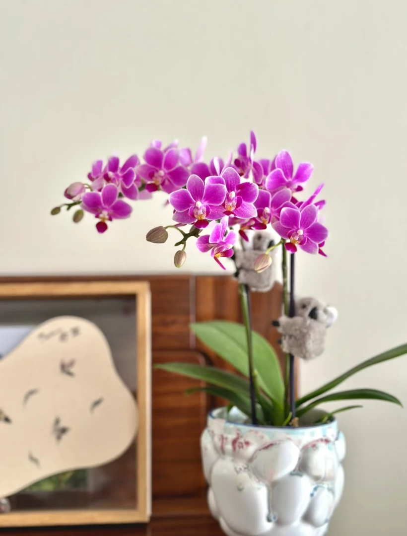 蝴蝶兰《香格里拉》王大拿阳台花卉盆栽绿植