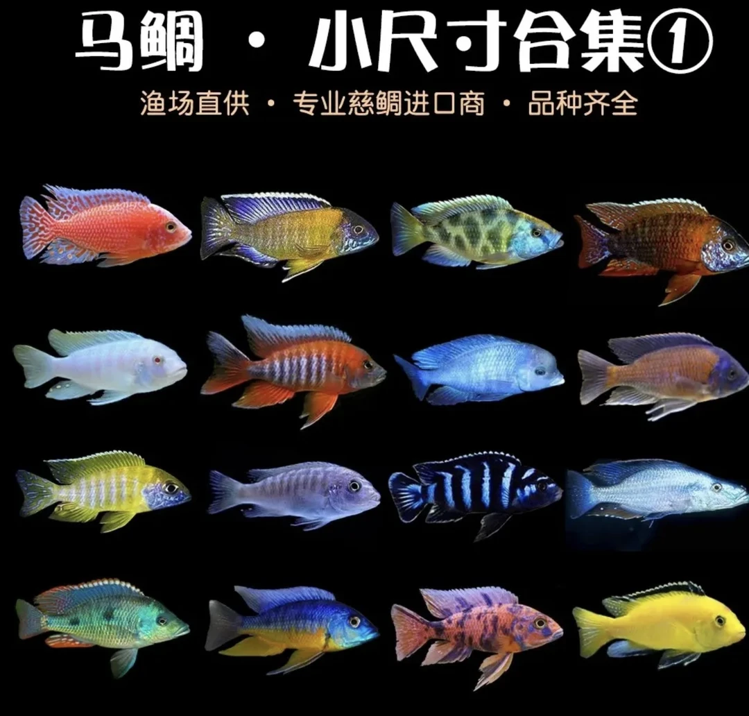 热带淡水三湖慈鲷鱼马鲷鱼活体观赏鱼大斑马好养耐活