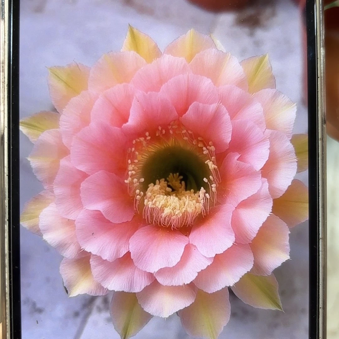 彩草青青美人鱼9公分左右