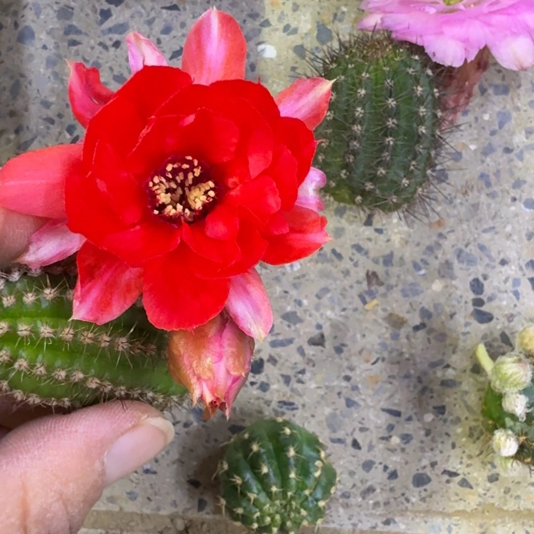 205白檀白4无根侧牙小一个，20包邮