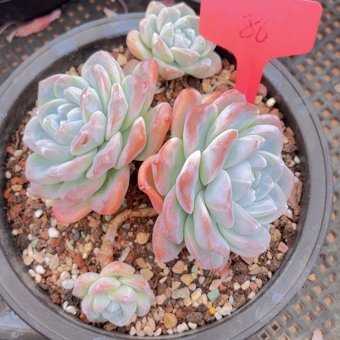 爱***莉我的小可爱们都好可爱