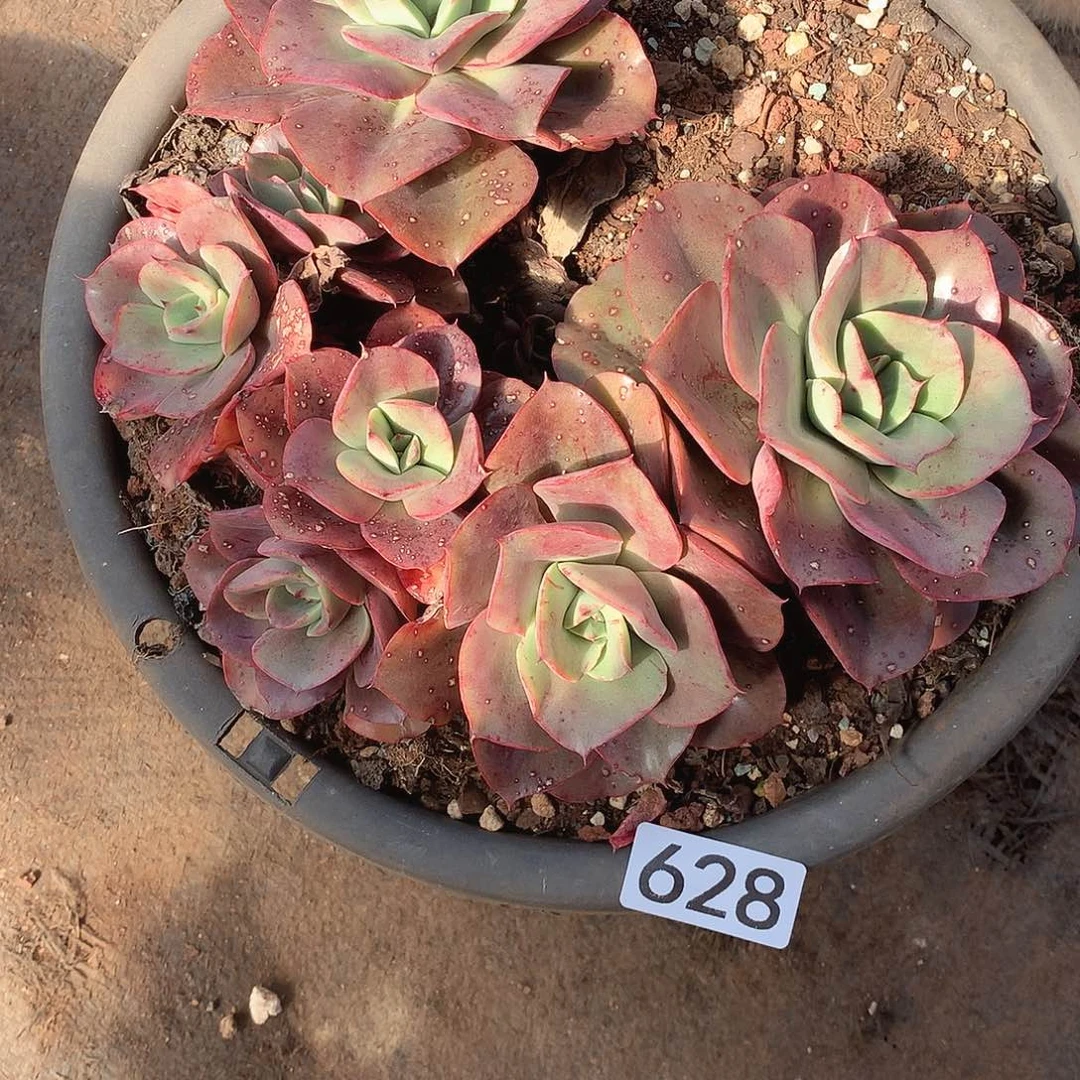 628蒙娜丽莎 一物一拍多肉