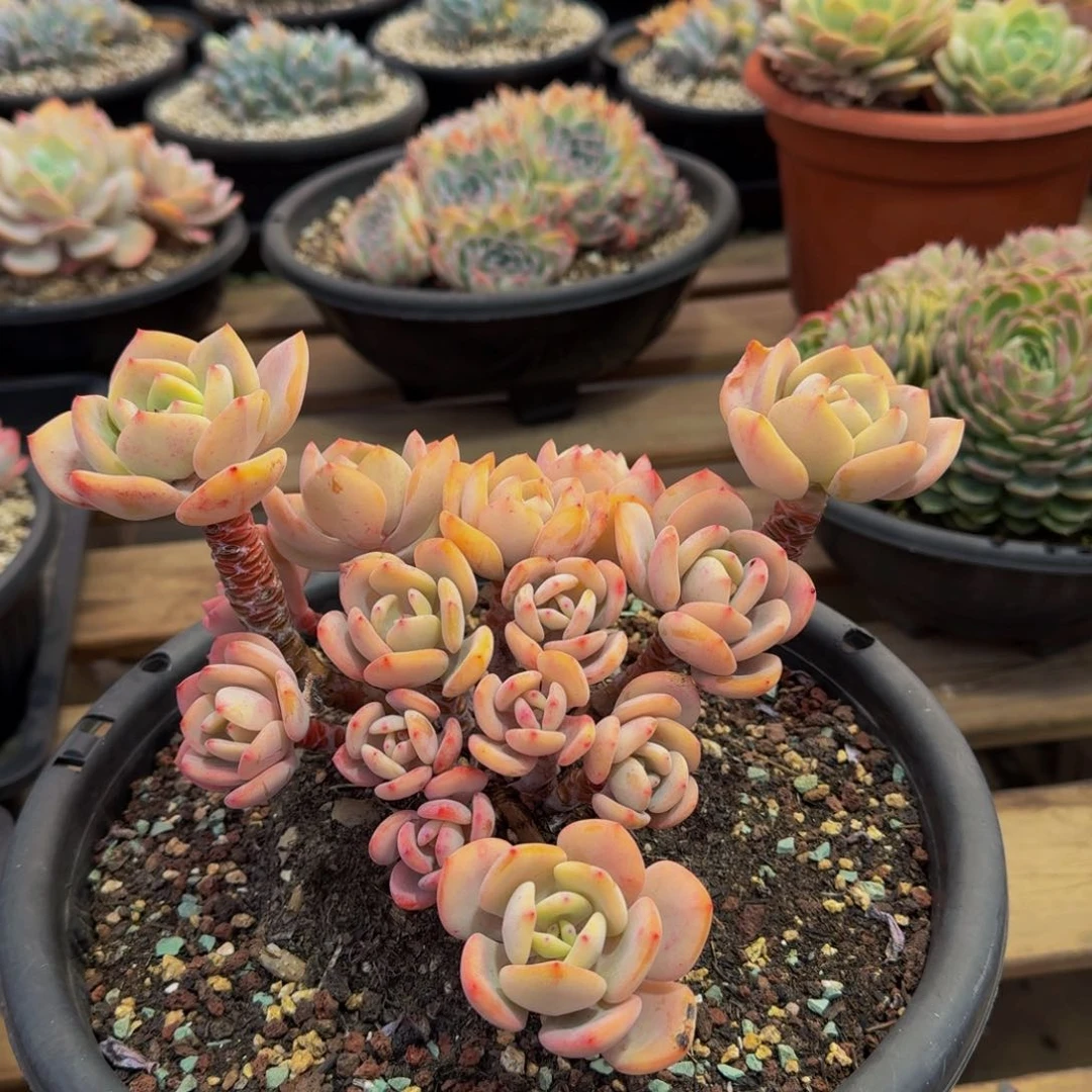 海*源2-031白月光多肉