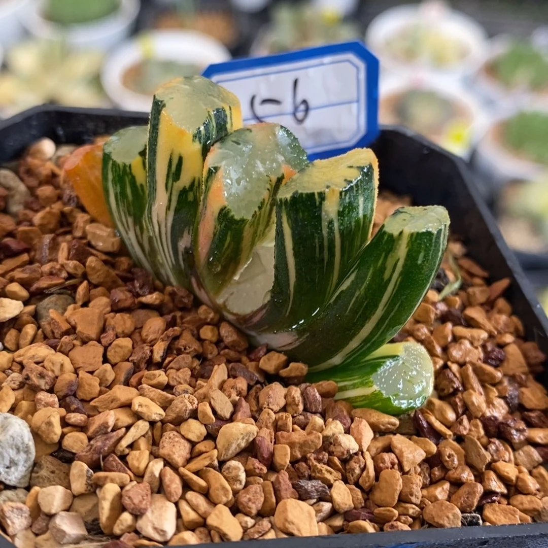 56号北斋玉扇锦多肉