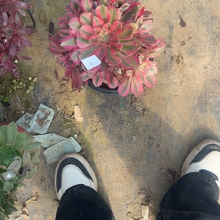 天**神多肉法师植物链接6