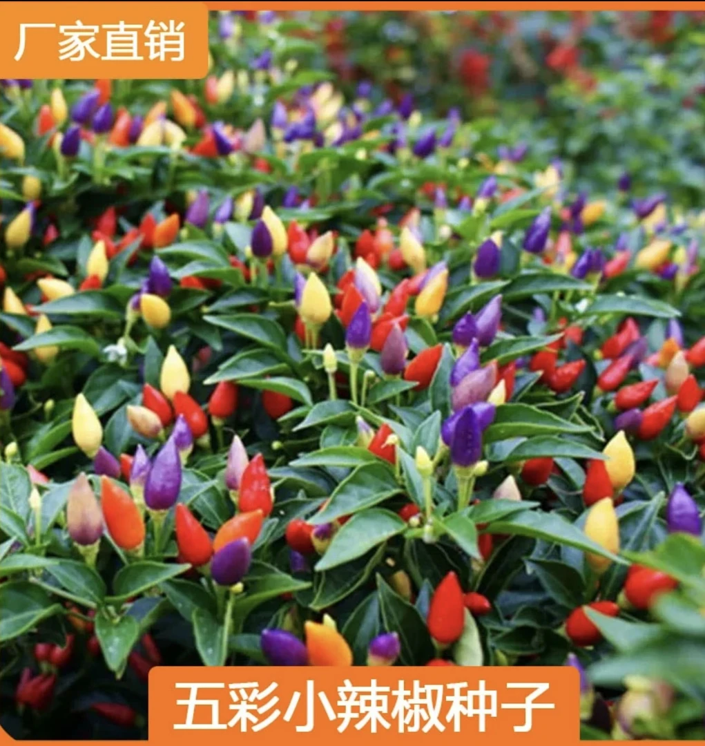 七彩椒种子四季播种阳台种植鲜艳抗病高产蔬菜种子(拍2送1)