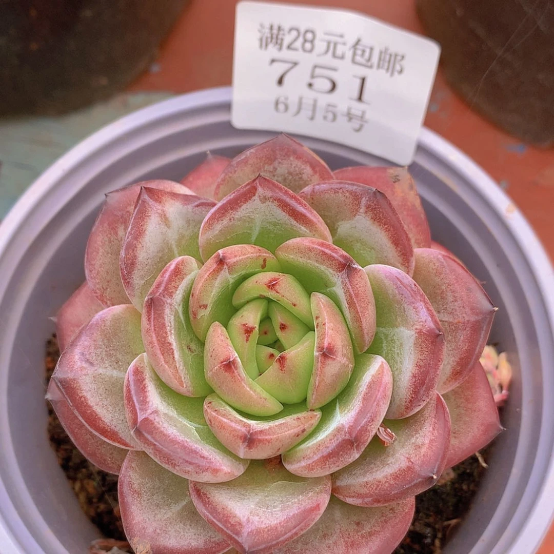 【闪购商品】云751号夜魔侠