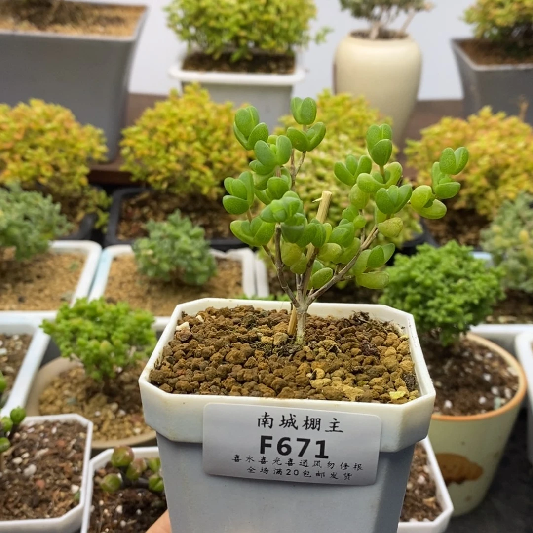 671元宝枝干番杏