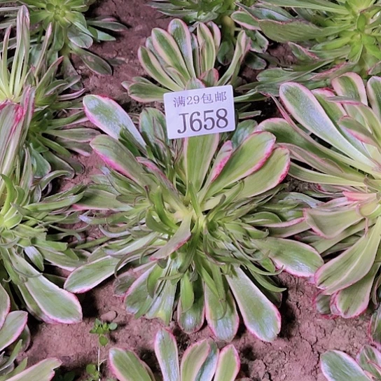 658V锦锦多肉植物