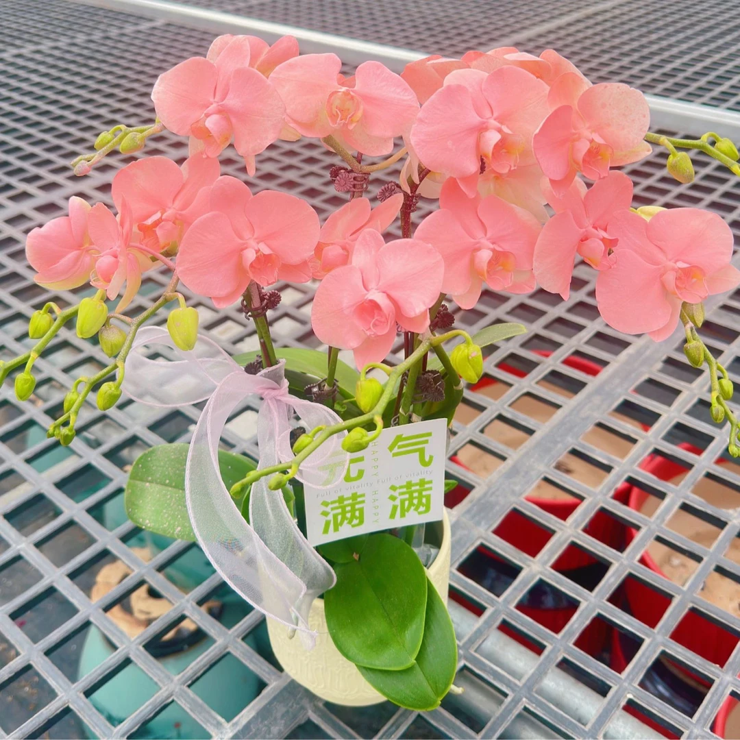 【粉公主组盆】活体工艺稀缺喷色环保蝴蝶兰马卡龙颜色精致火烈鸟