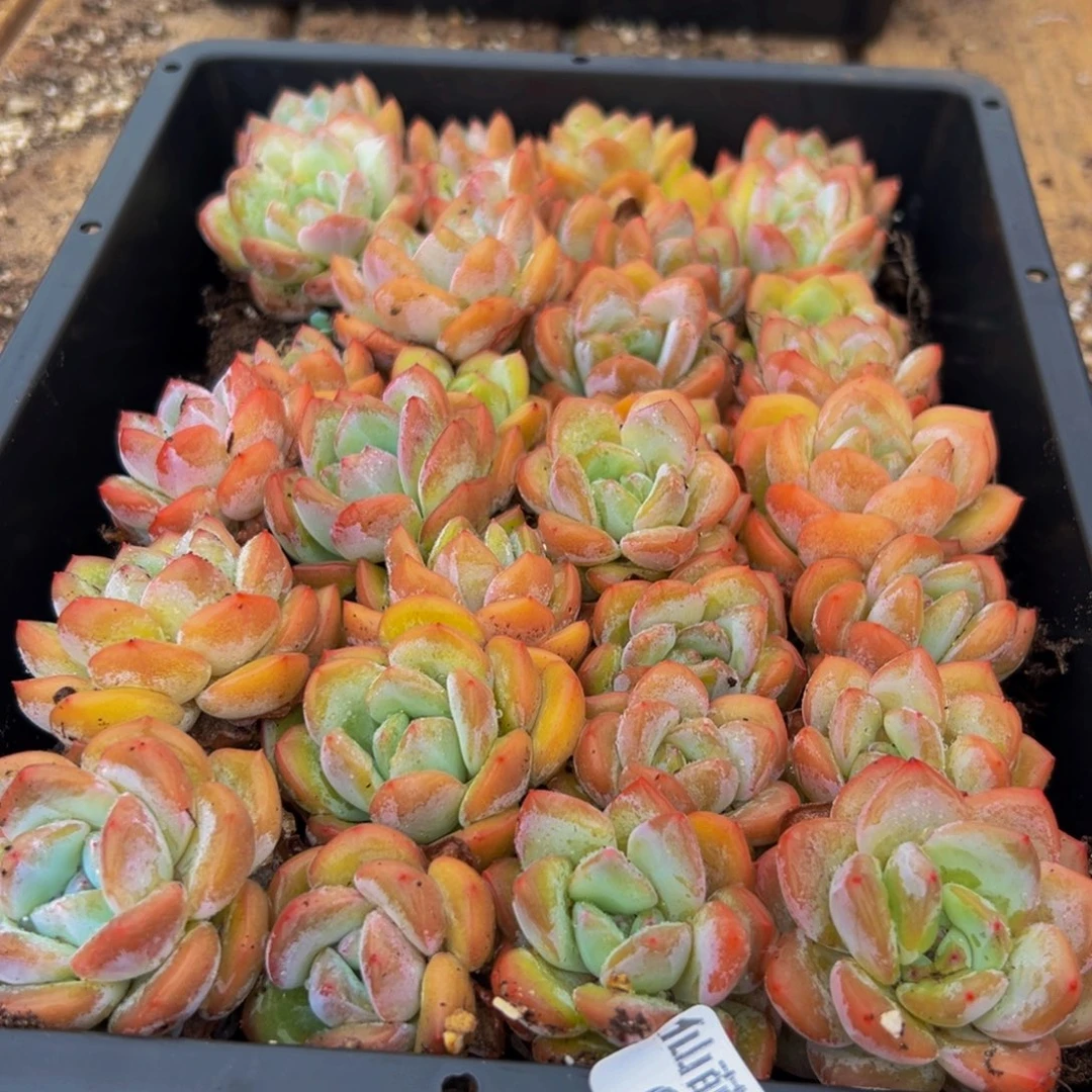 088的人都在用这个词了吗
