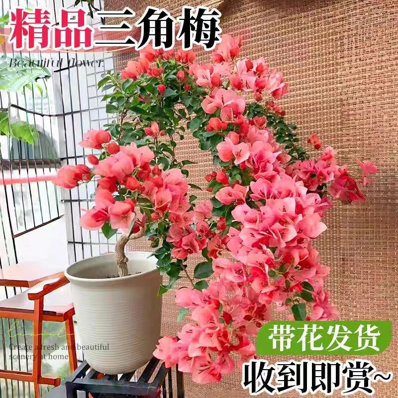 稀有品种重瓣三角梅盆栽带花苞四季开花好养活阳台花卉