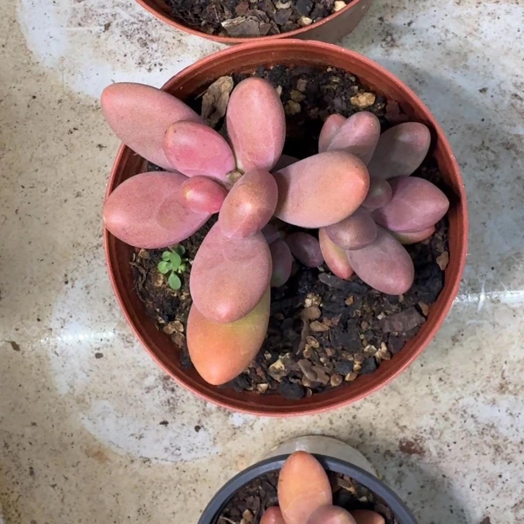 糖果美人 一物一拍