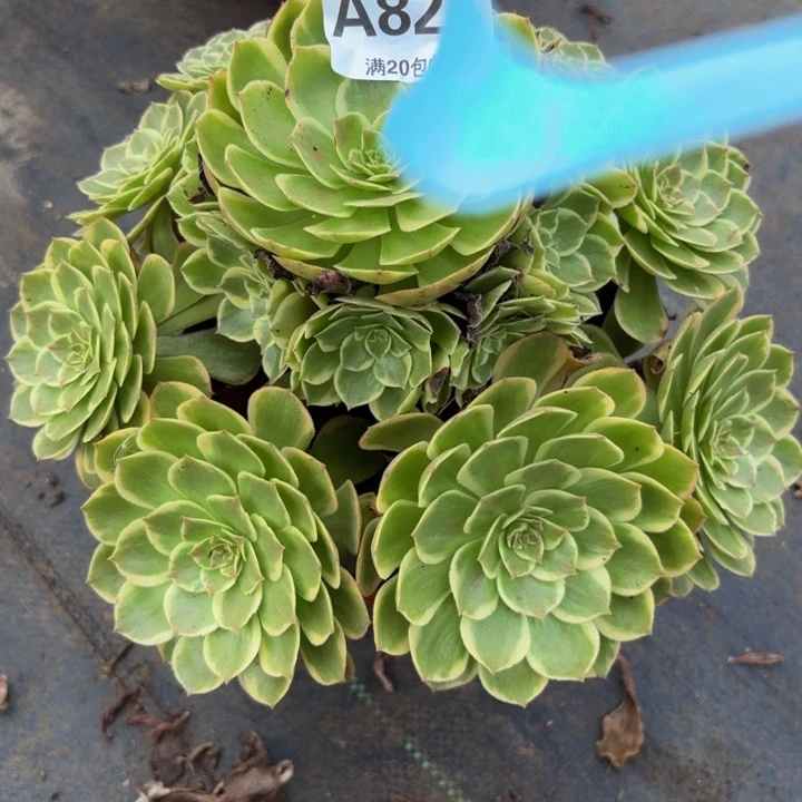 瑞妈多肉植物，824粉花妖