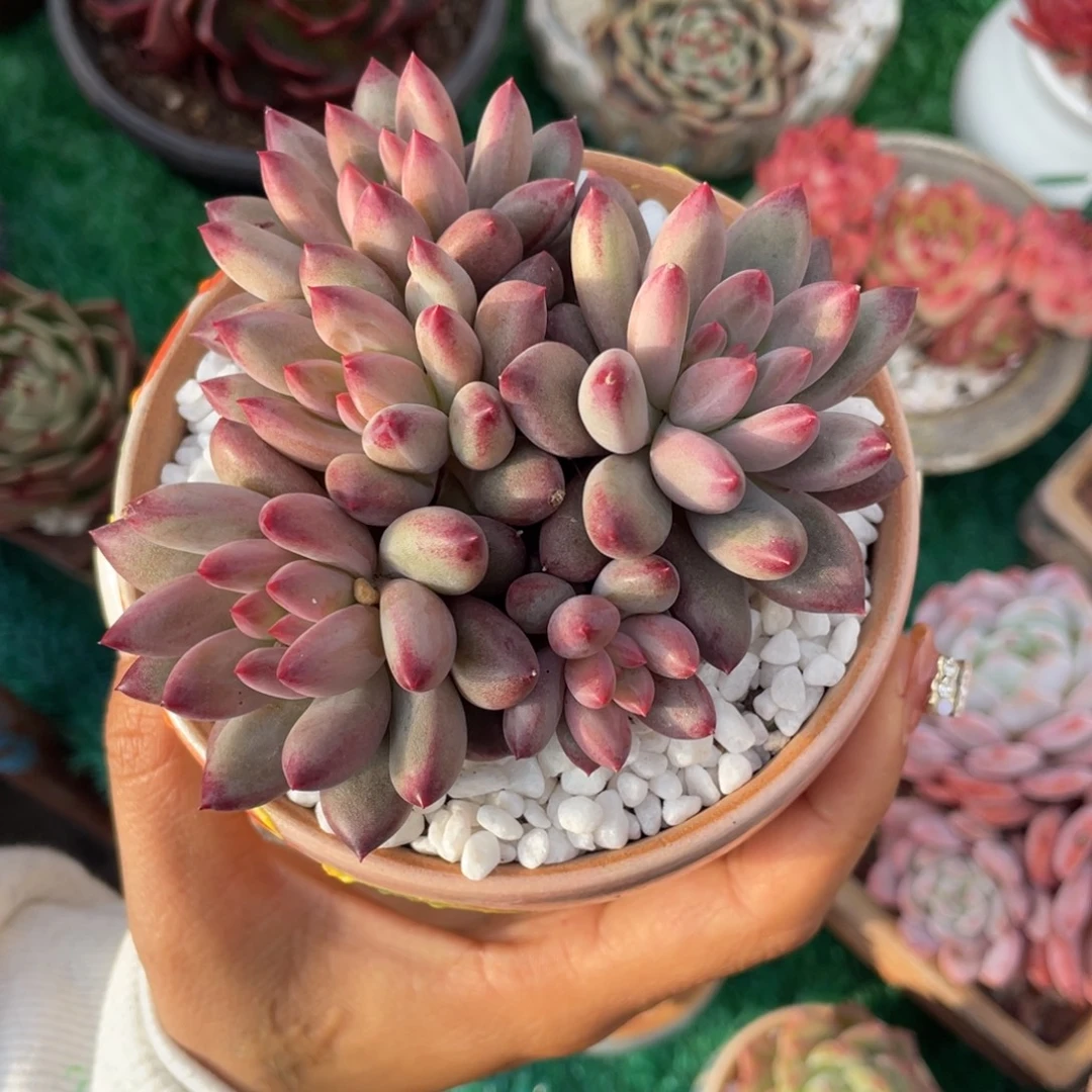 多肉植物盆栽多肉