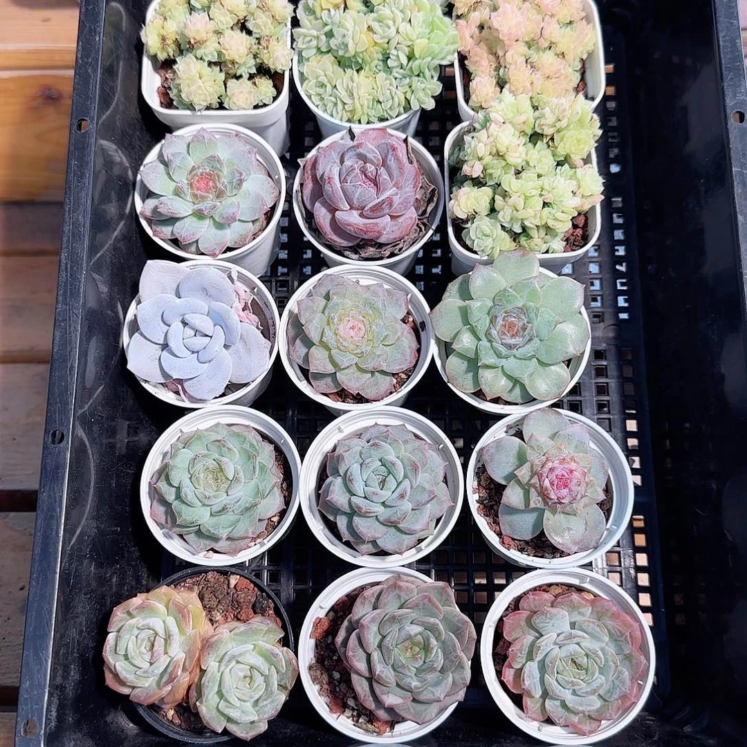 多肉框拍1024--40