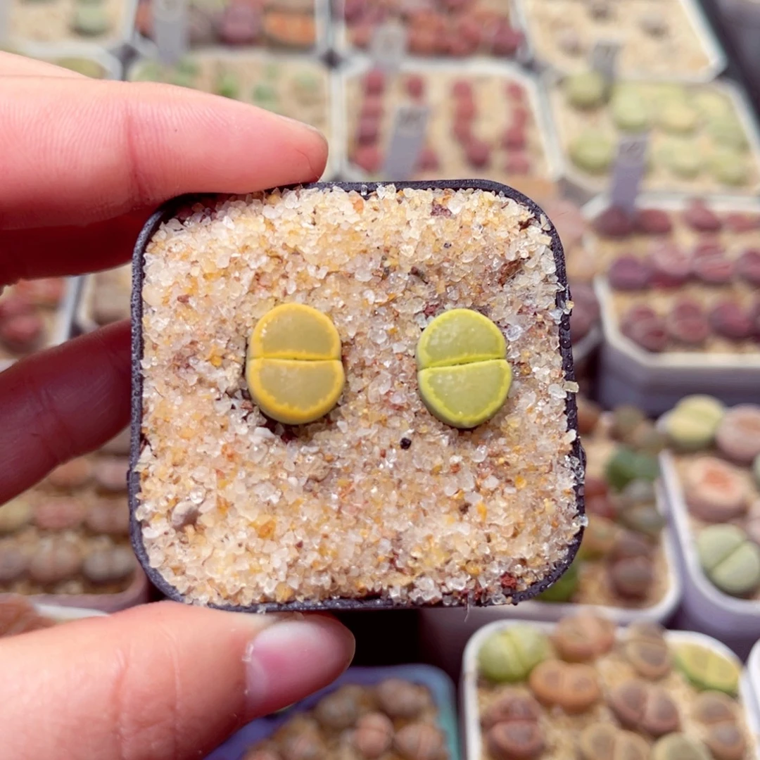 313号带盆包邮发货