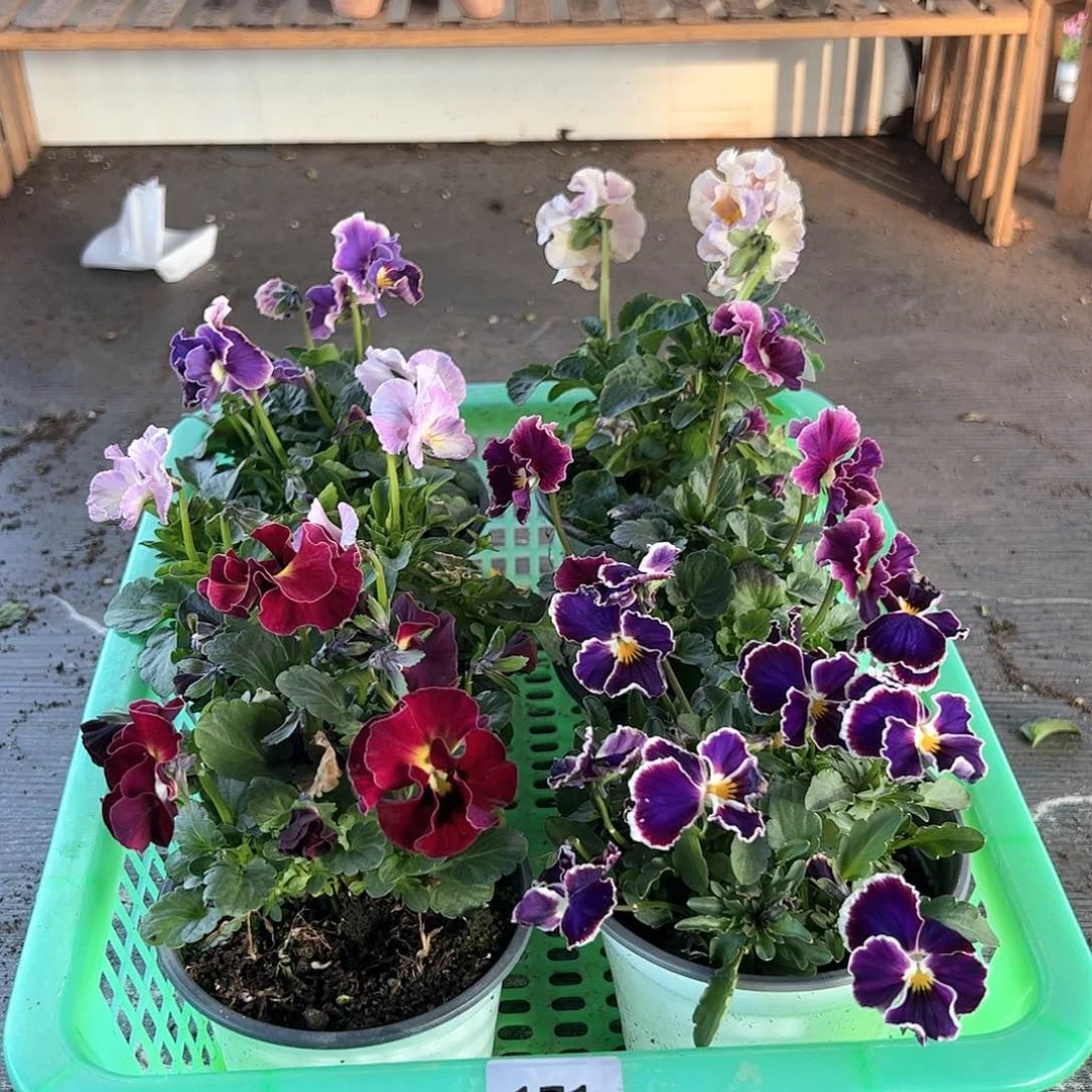 【闪购商品】171号