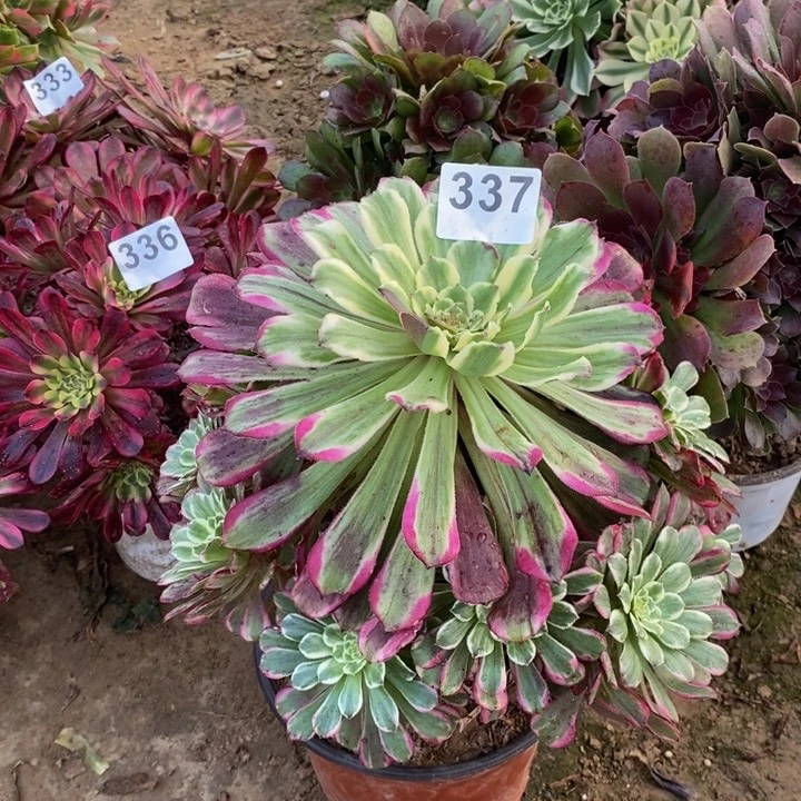 337紫烟手捧多肉