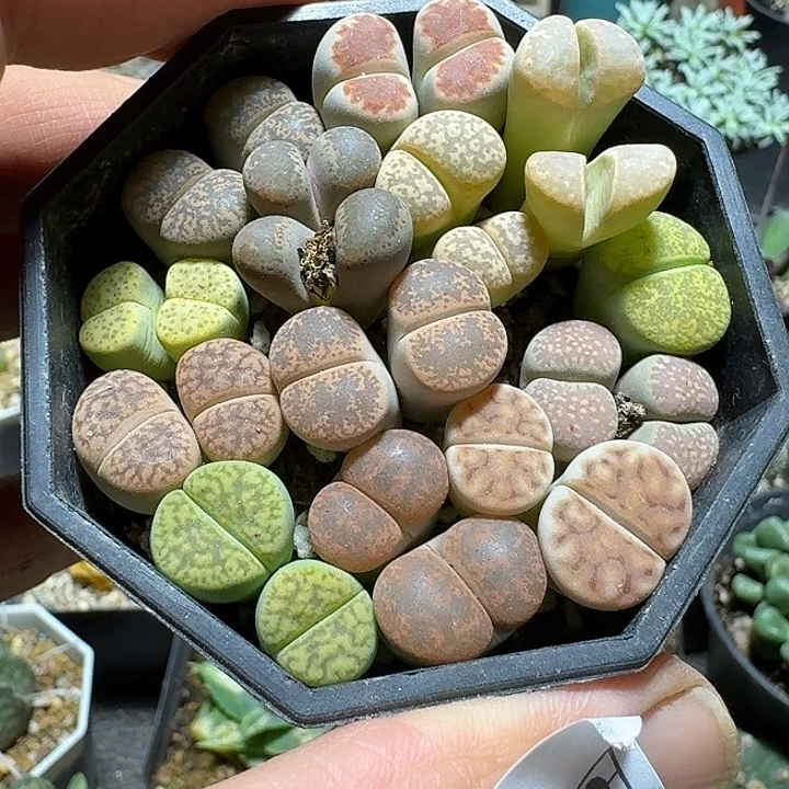 266生石花带盆发货