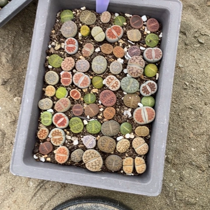 无***草生石花的季节到啦998