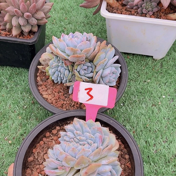 田***生3梦露2个带盆多肉