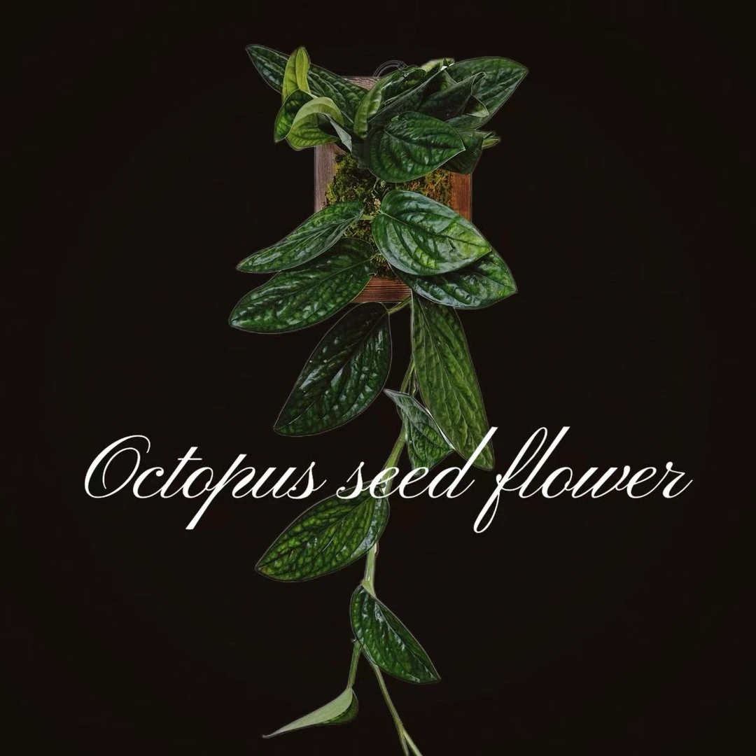 泰国绿萝 室内阳台多年生垂钓绿植盆栽吸收甲醛进化空气顺丰包邮