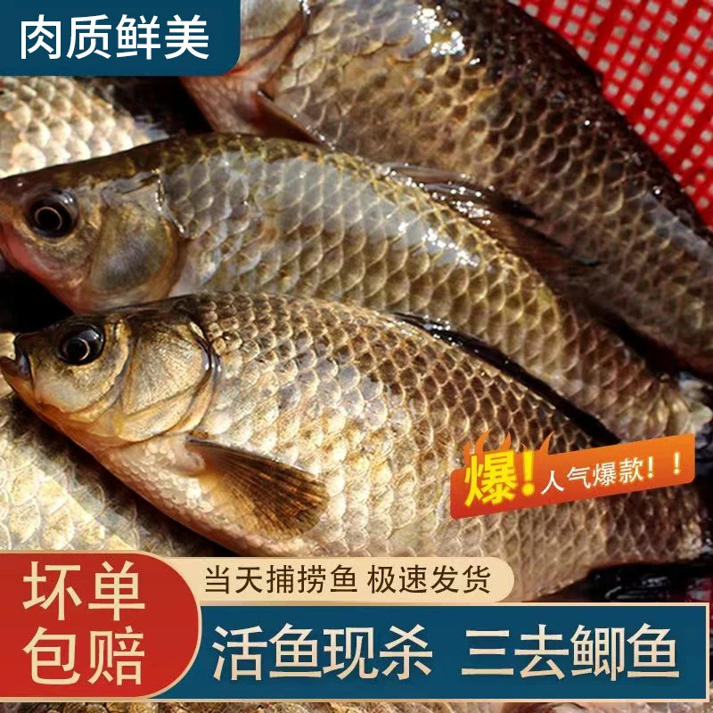 微山湖鲫鱼纯野生去鳞去内脏顺丰包邮半斤以上