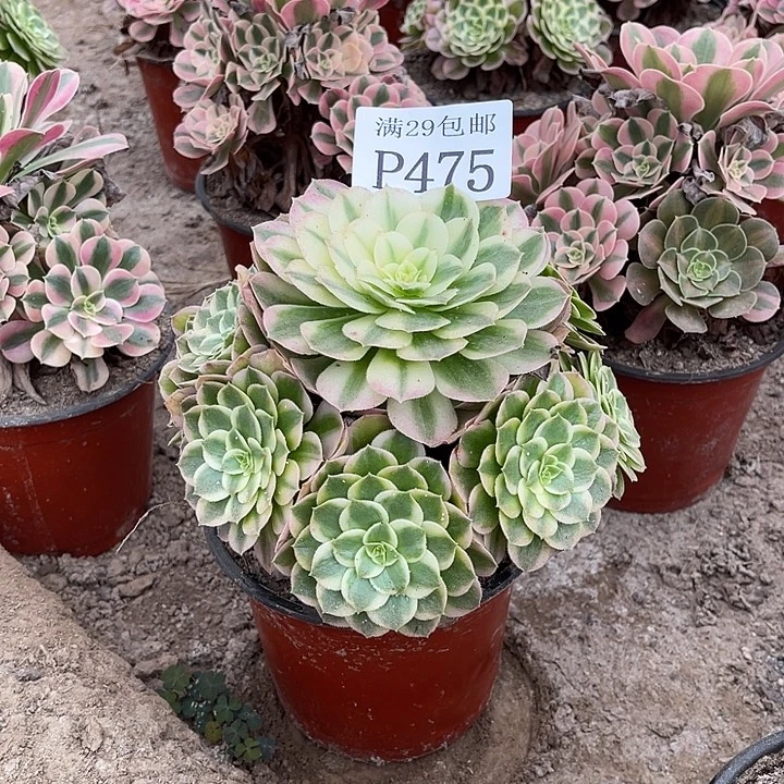 475海王多肉植物