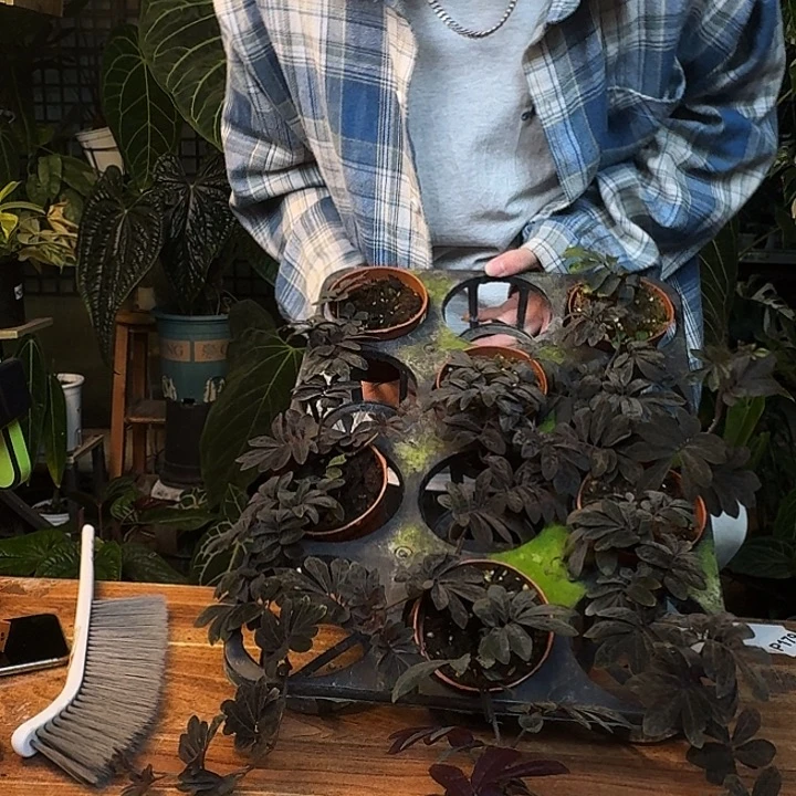 不开花植物厄瓜多尔紫茄随机发