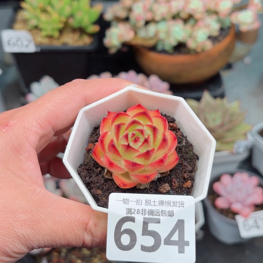 月亮石无盆土发货