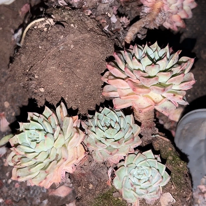 无花朵黄金杀菌剂牡丹。