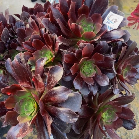 瓯紫造型桩多肉12多肉