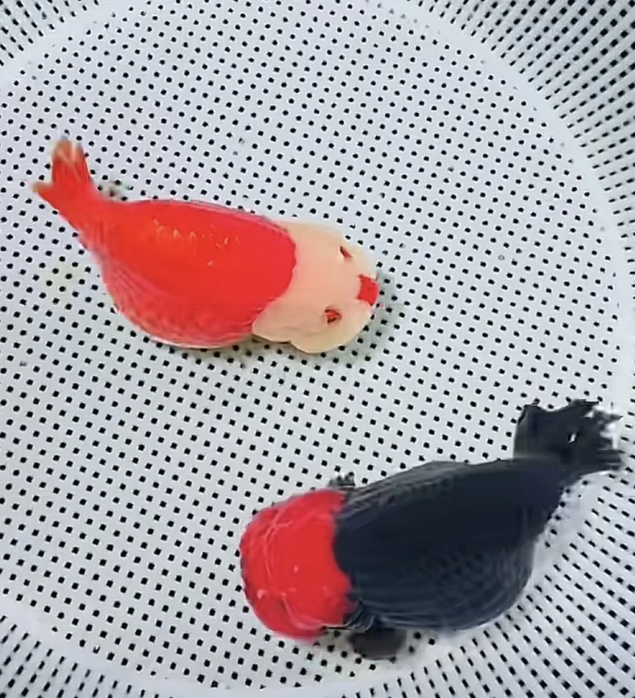 兰寿玛丽泰狮 以直播间为准 保活到家 无开箱视频不售后 入缸不包