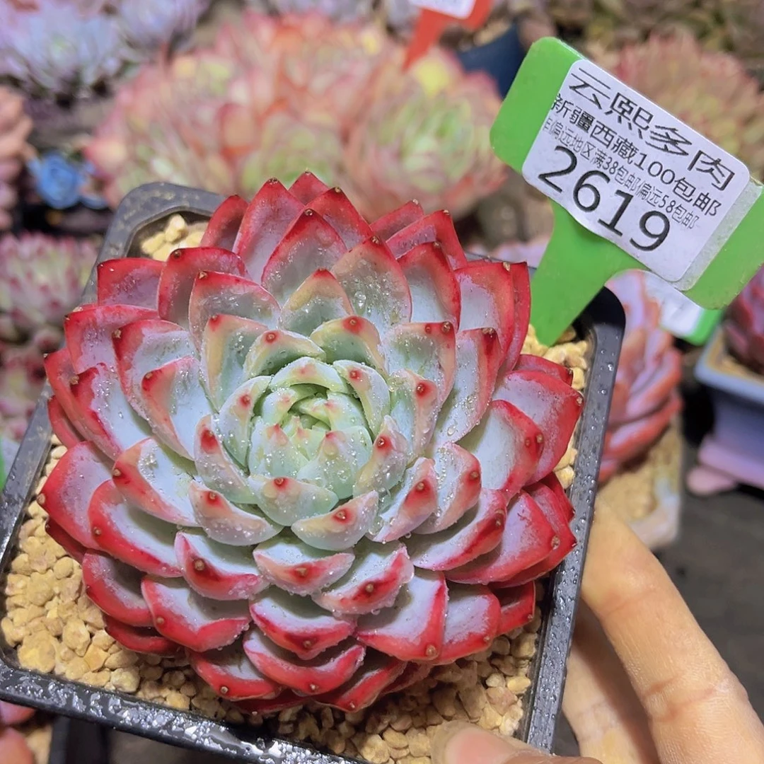 2619雪魄多肉植物