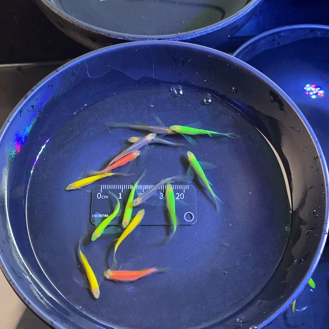 斑马鱼蝶翼斑马5色混搭12个➕3备损共15个